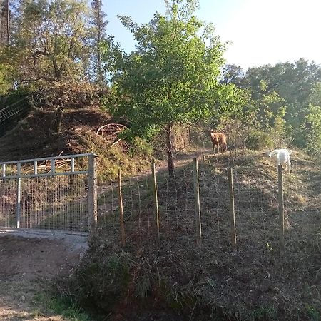 Alojamento Local - Casa Amarela Alvaiazere Luaran gambar